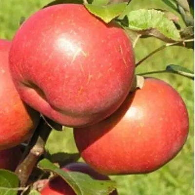 Яблоня РЕДКРАФТ в Гродно