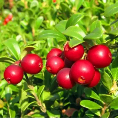 Брусника садовая РЕД ПЕРЛ в Гродно