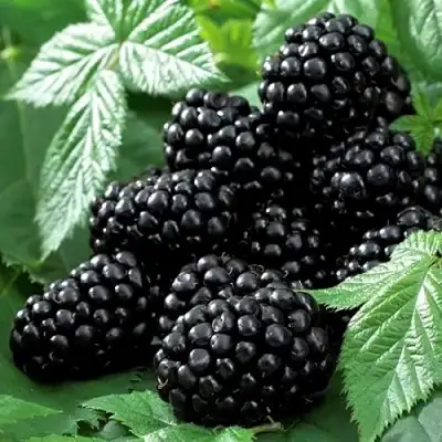 Ежевика БЛЭК БЬЮТИ в Гродно