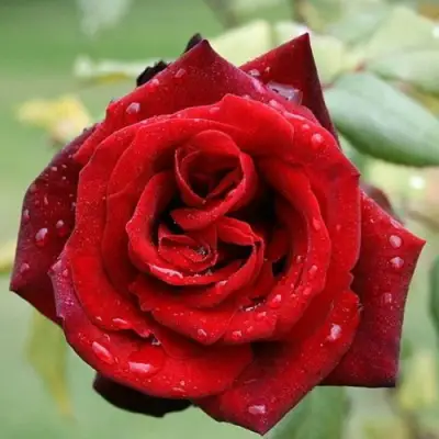 Роза ТАБУ чайно-гибридная в Гродно