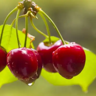 Черешня СИНЯВСКАЯ