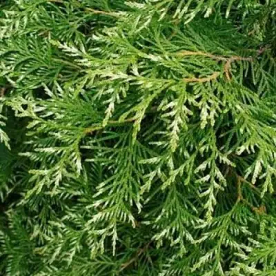 Туя СМАРАГД ВАРИЕГАТА западная в Гродно