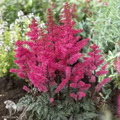 Астильба МУЛЕН РУЖ курчавая в Гродно