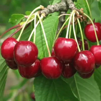 саженцы черешни Гронковая