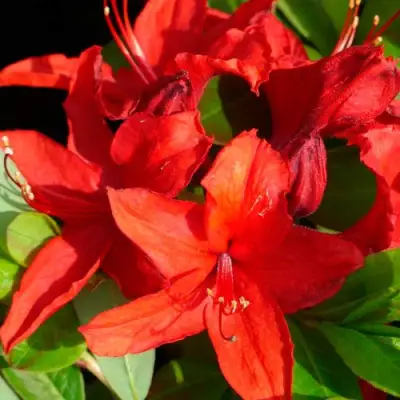 Азалия НАБУКО листопадная в Гродно