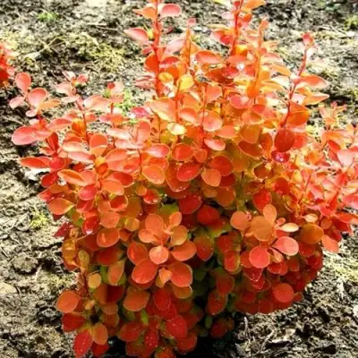 Барбарис ОРАНЖ ФАЙЕР тунберга в Гродно