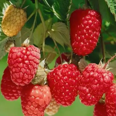 Малина ХИМБО-ТОП в Гродно