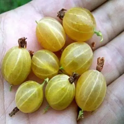 Крыжовник ЯРОВОЙ в Гродно