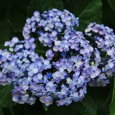 Гортензия АИША крупнолистная  в Гродно