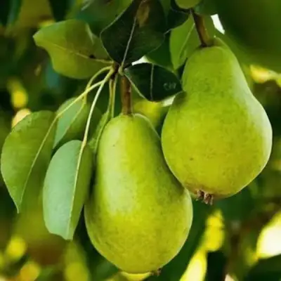 Груша СЕВЕРЯНКА колонновидная в Гродно