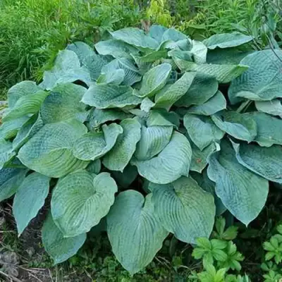 Хоста ЭЛЕГАНС Зибольда в Гродно