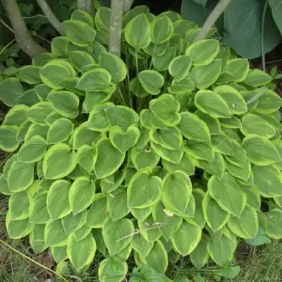 Хоста ГОЛДЕН ТИАРА в Гродно