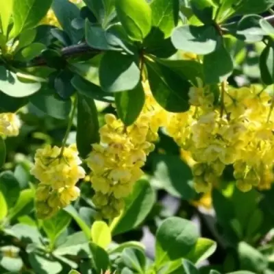 Барбарис ИНДИАН САММЕР  в Гродно