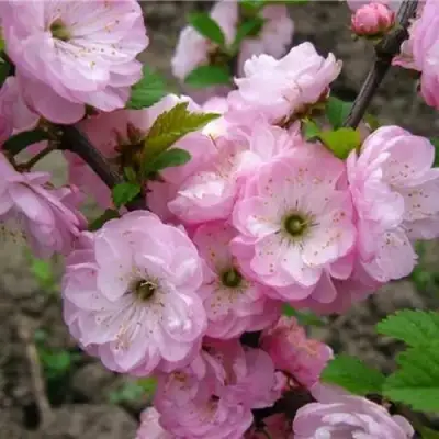 Миндаль ТРЁХЛОПАСТНЫЙ (луизеания) в Гродно