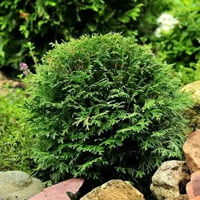 Туя ДАНИКА западная в Гродно