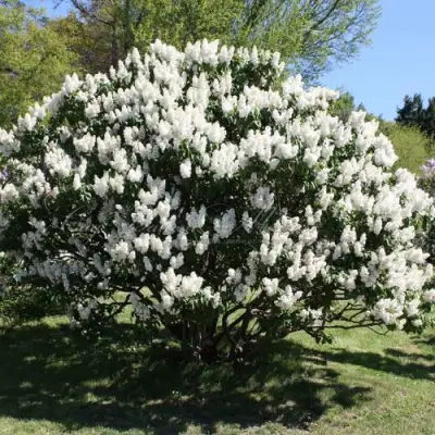 Сирень РОЧЕСТЕР в Гродно