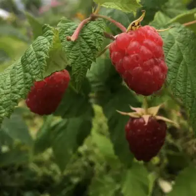 Малина КАРАМЕЛЬНАЯ в Гродно