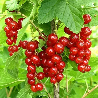 Смородина красная ФЕРТОДИ в Гродно