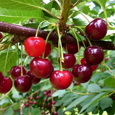 Вишня БРУСНИЦЫНА степная в Гродно