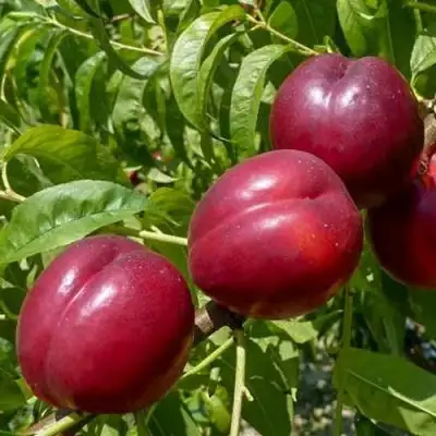 Нектарин БИГ-ТОП в Гродно