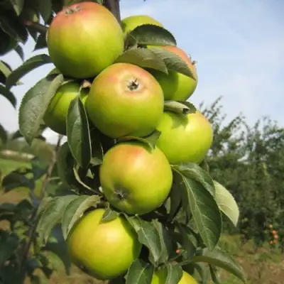 Яблоня ЛУКОМОР колонновидная в Гродно