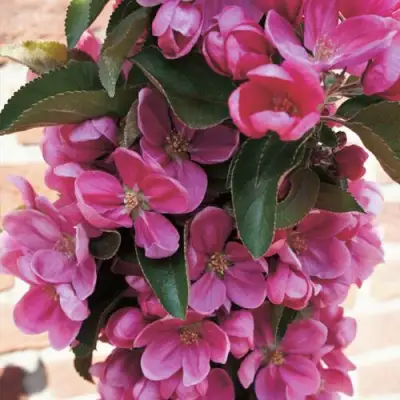 Яблоня ЗЕЛЁНЫЙ БУКЕТ декоративная в Гродно