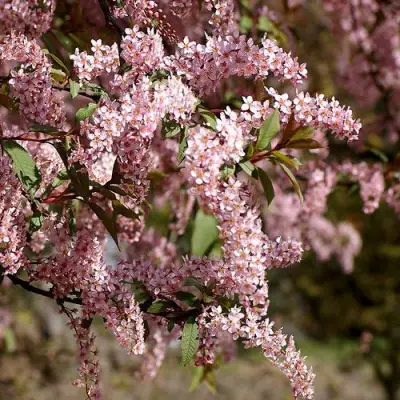 Черемуха НЕЖНОСТЬ в Гродно