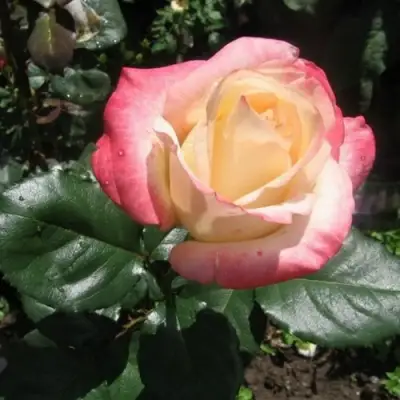 Роза БЕЛА ПЕРЛА чайно-гибридная в Гродно