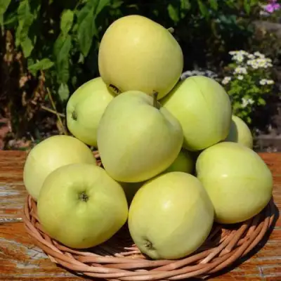 Яблоня ПАПИРОВКА в Гродно