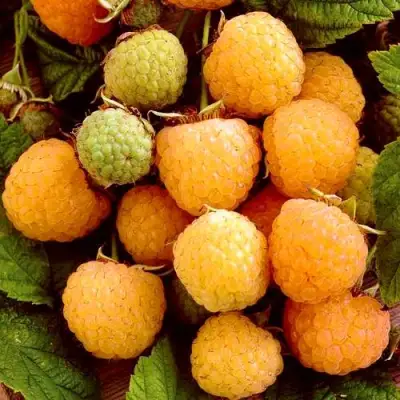 Малина ЗОЛОТЫЕ КУПОЛА в Гродно