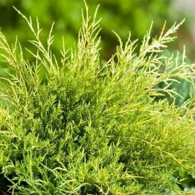 Можжевельник ОЛД ГОЛД средний в Гродно