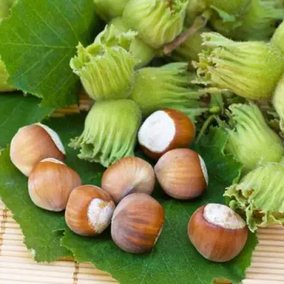 Фундук КРЕПКИЙ ОРЕШЕК в Гродно