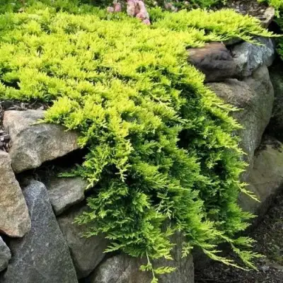 Можжевельник ГОЛДЕН КАРПЕТ горизонтальный  в Гродно