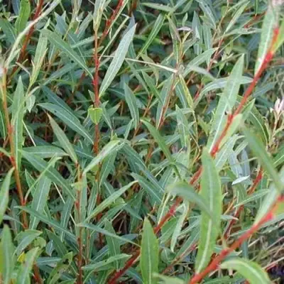 Ива НАНА пурпурная в Гродно