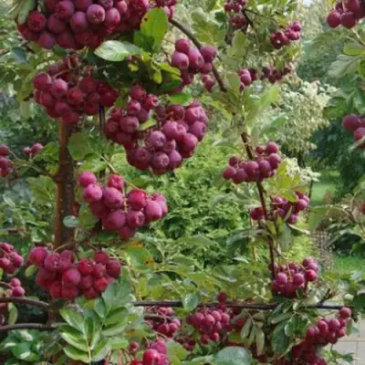 Рябина ДЕСЕРТНАЯ МИЧУРИНА сладкоплодная в Гродно