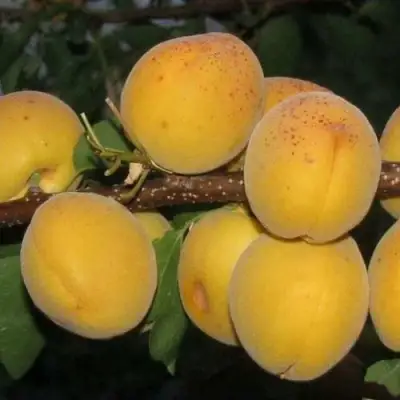 Абрикос ДЕСЕРТНЫЙ ГОЛУБЕВА в Гродно