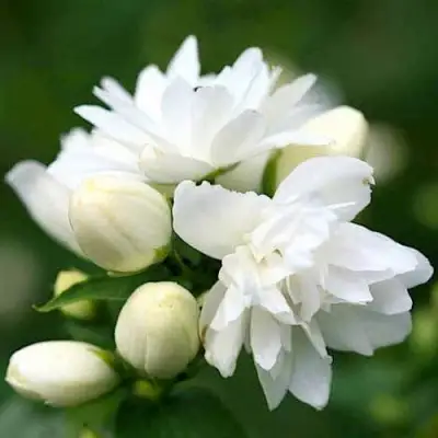 Жасмин ШНЕЕШТРУМ в Гродно