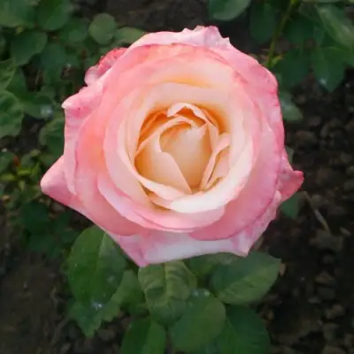 Роза БЕЛА ПЕРЛА чайно-гибридная в Гродно