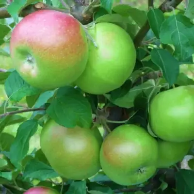 Яблоня НАВАВИТА в Гродно