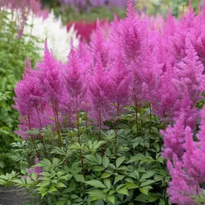Астильба АМЕТИСТ Арендса в Гродно