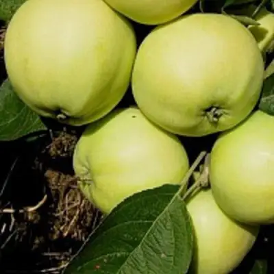 Яблоня ПАПИРОВКА в Гродно