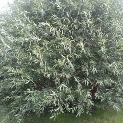 Ива СЕРЕБРИСТАЯ в Гродно