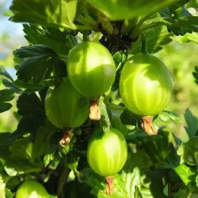 Крыжовник МАЛАХИТ в Гродно