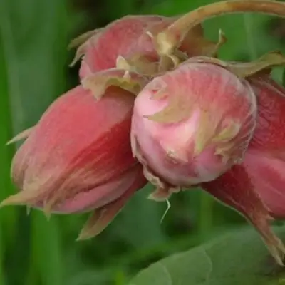 Фундук АКАДЕМИК ЯБЛОКОВ в Гродно
