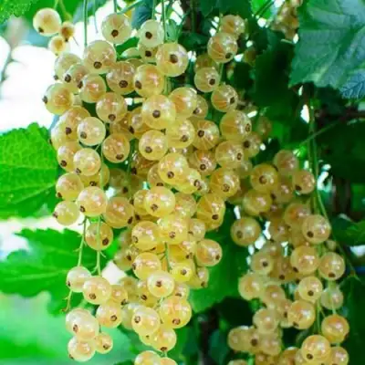 Смородина белая БАЯНА