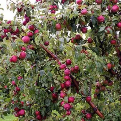 Яблоня ЛОБО в Гродно