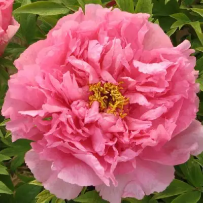 Пион СЕРЕБРИСТЫЙ РУЧЕЙ древовидный в Гродно