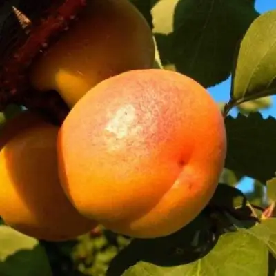 Абрикос СПАДЧЫНА в Гродно