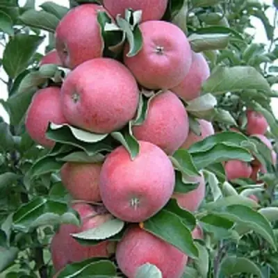 Яблоня АНТЕЙ КИЕВСКИЙ колонновидная в Гродно