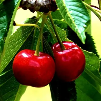 Вишня НИКА в Гродно